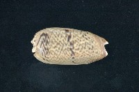 藏品(寡婦榧螺亞種)的圖片
